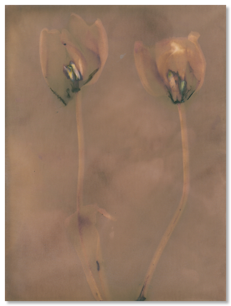 lumen 102 18X24
