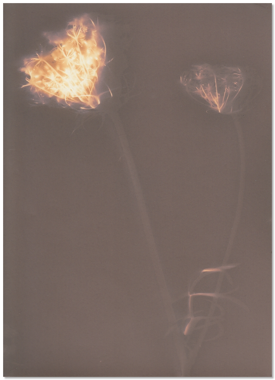 lumen 58 13X18