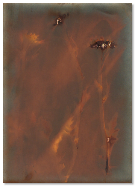 lumen 55 13X18