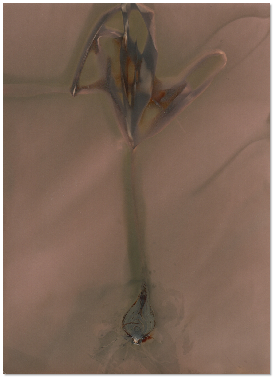 lumen 66 17X23