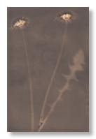 Lumen 135
