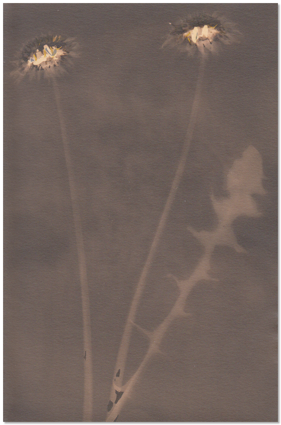 Lumen 135