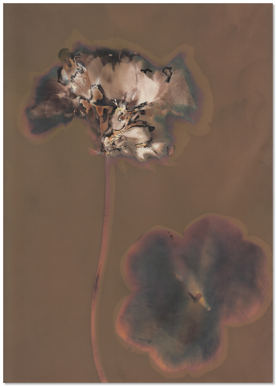 lumen 82 13X18