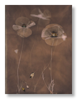 Lumen 25:20 24X30