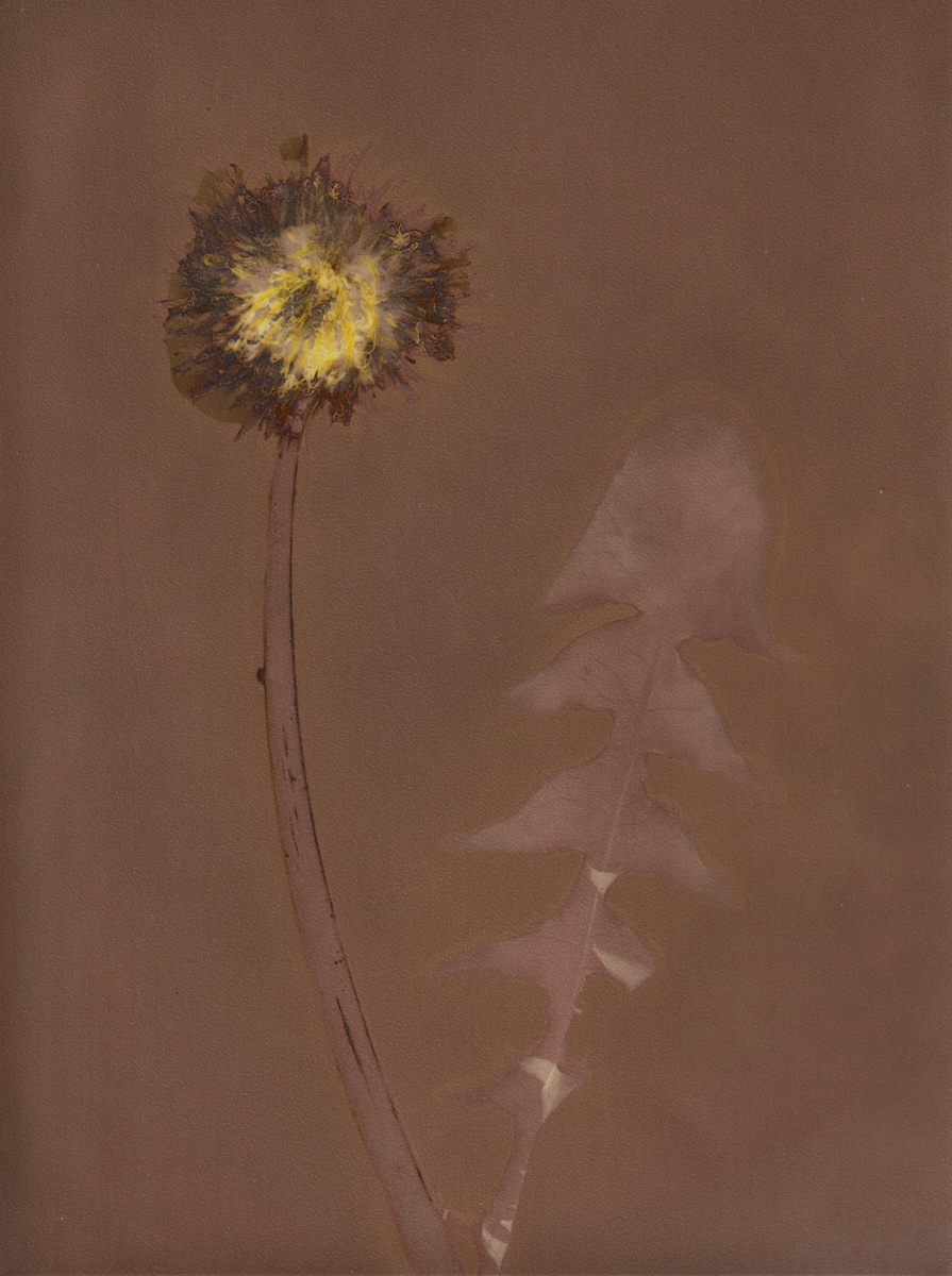 Lumen 25:4 13X18