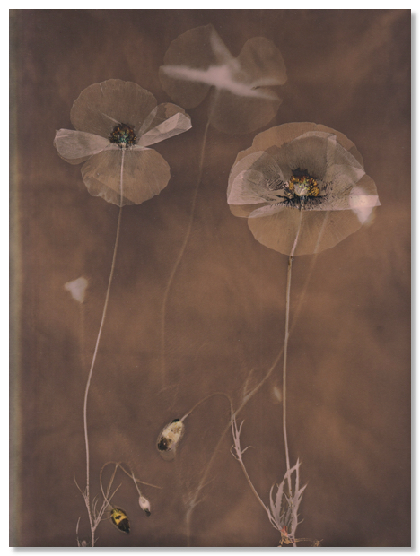 Lumen 25:20 24X30