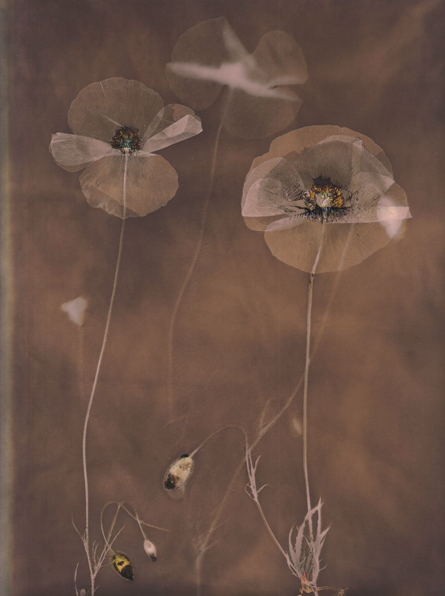 Lumen 25:20 24X30
