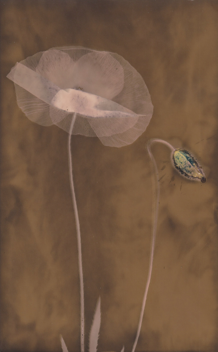 Lumen 25:12 15X24